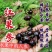 云南文山红果参大量上市