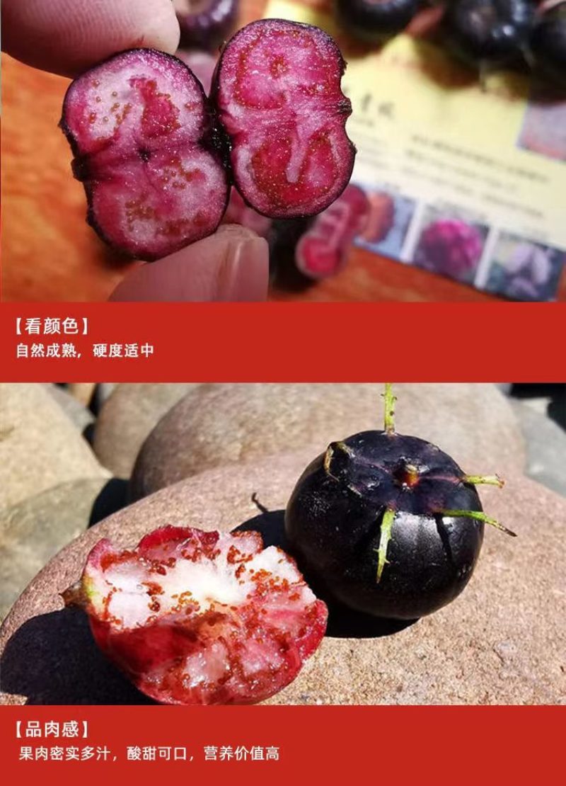 云南文山红果参大量上市