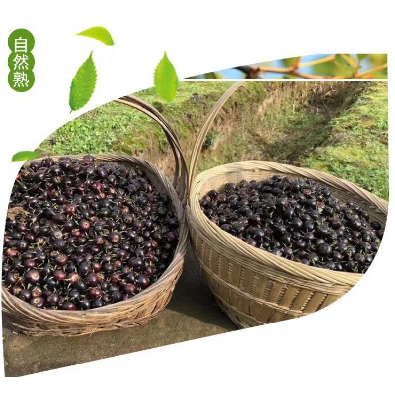 云南文山红果参大量上市