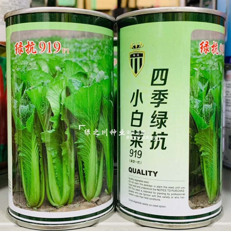 四季绿抗小白菜种子生长速度快绿叶小白菜种子快菜种籽