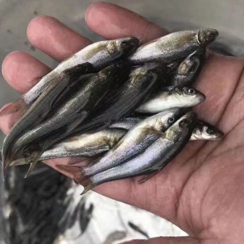 银鳕鱼苗淡水银鳕鱼大鳞鲃鱼苗银雪鱼苗团头魮锥首魮大头亮鲃