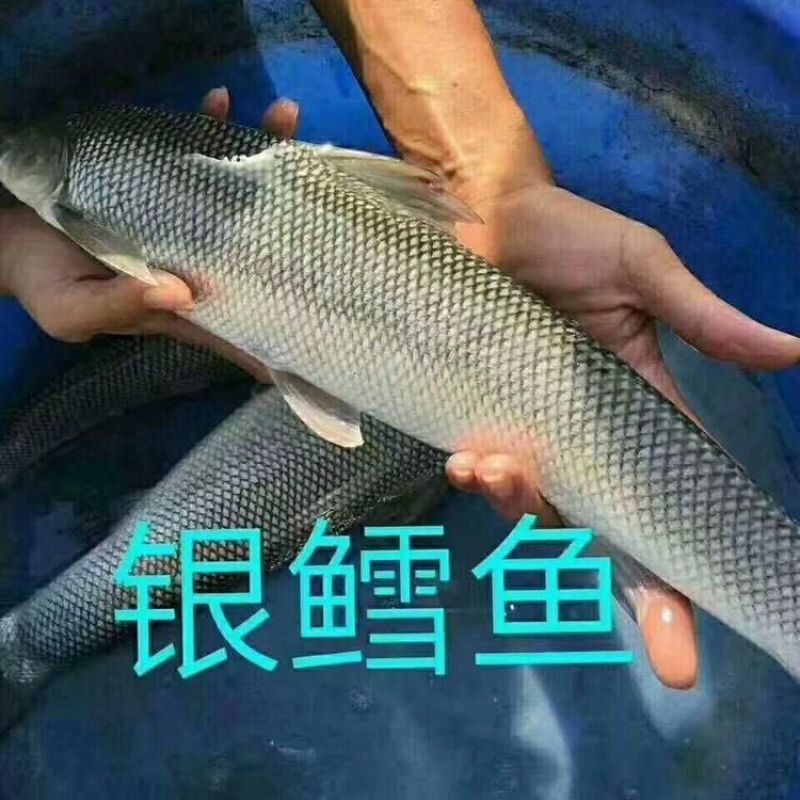 银鳕鱼苗淡水银鳕鱼大鳞鲃鱼苗银雪鱼苗团头魮锥首魮大头亮鲃