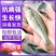 鲈鱼苗加州鲈鱼苗淡水养殖食用冷水大口黑鲈鱼苗路亚活体鱼苗