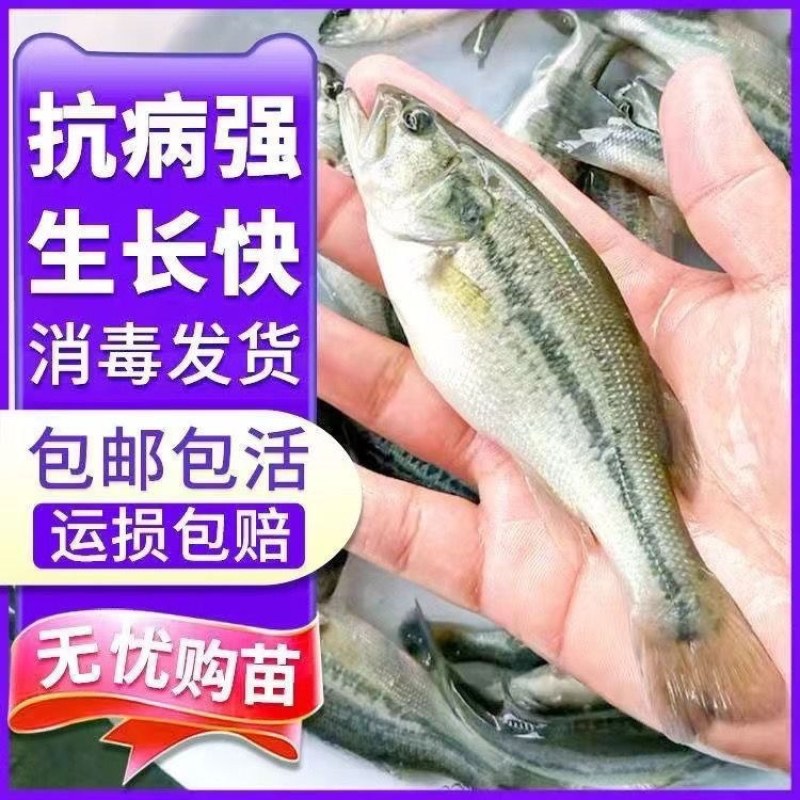 鲈鱼苗加州鲈鱼苗淡水养殖食用冷水大口黑鲈鱼苗路亚活体鱼苗