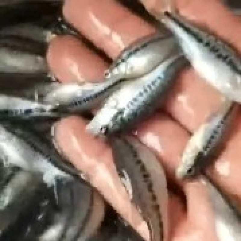 鲈鱼苗加州鲈鱼苗淡水养殖食用冷水大口黑鲈鱼苗路亚活体鱼苗