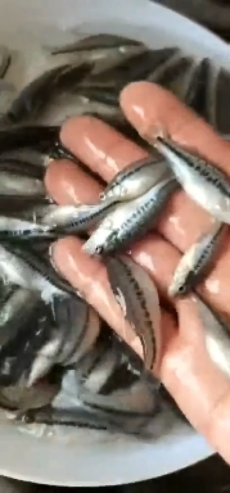 鲈鱼苗加州鲈鱼苗淡水养殖食用冷水大口黑鲈鱼苗路亚活体鱼苗