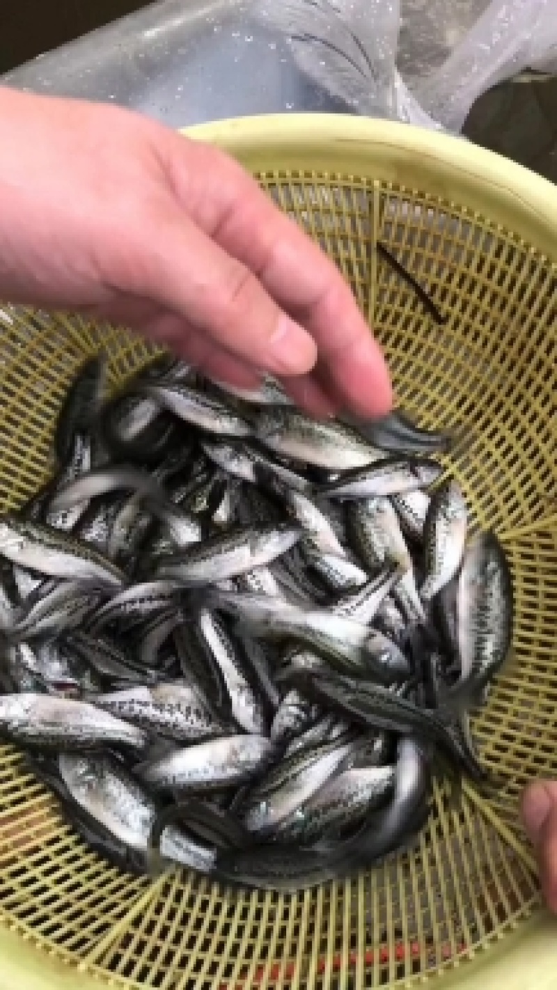 鲈鱼苗加州鲈鱼苗淡水养殖食用冷水大口黑鲈鱼苗路亚活体鱼苗