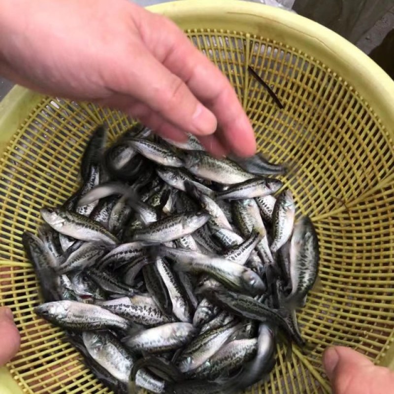 鲈鱼苗加州鲈鱼苗淡水养殖食用冷水大口黑鲈鱼苗路亚活体鱼苗