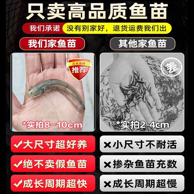 大口鲶鱼苗冷水鲶鱼苗南方大口鲶土鲶鱼苗凶猛路亚量二须鲶鱼