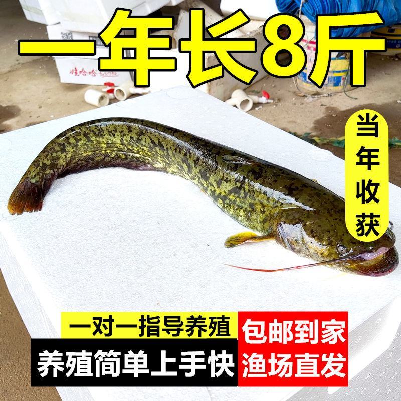 大口鲶鱼苗冷水鲶鱼苗南方大口鲶土鲶鱼苗凶猛路亚量二须鲶鱼