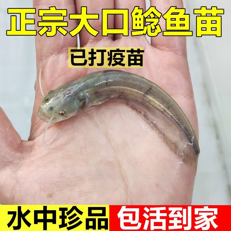 大口鲶鱼苗冷水鲶鱼苗南方大口鲶土鲶鱼苗凶猛路亚量二须鲶鱼