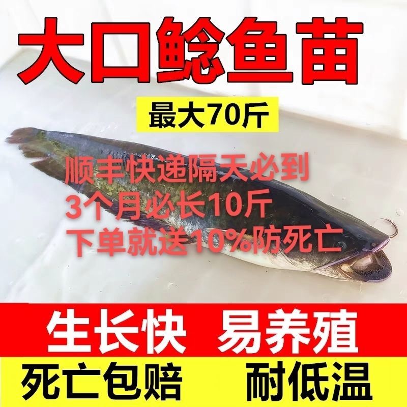 大口鲶鱼苗冷水鲶鱼苗南方大口鲶土鲶鱼苗凶猛路亚量二须鲶鱼