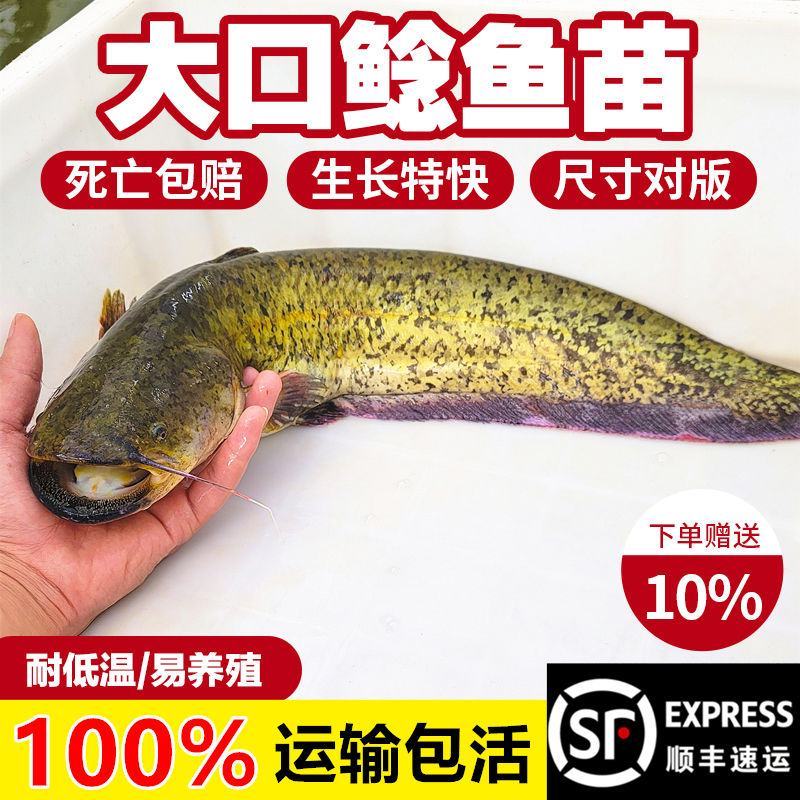 大口鲶鱼苗冷水鲶鱼苗南方大口鲶土鲶鱼苗凶猛路亚量二须鲶鱼