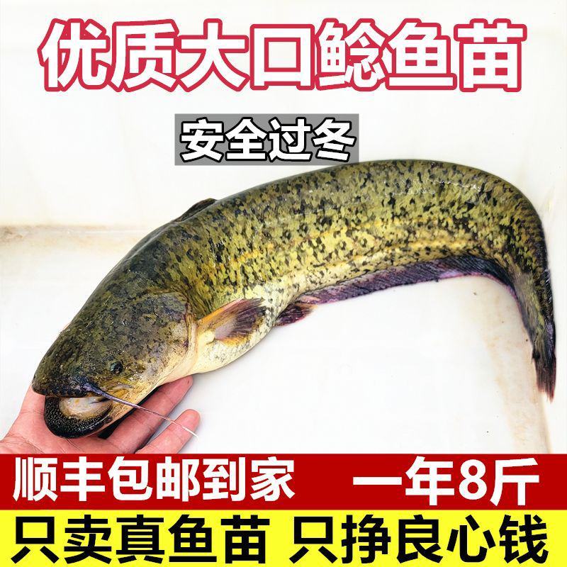 大口鲶鱼苗冷水鲶鱼苗南方大口鲶土鲶鱼苗凶猛路亚量二须鲶鱼