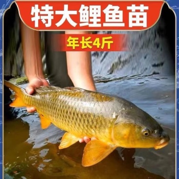 大鲤鱼苗正宗红尾鲤鱼苗黑鲤鱼淡水养殖可食用建鲤稻田鲤鱼苗