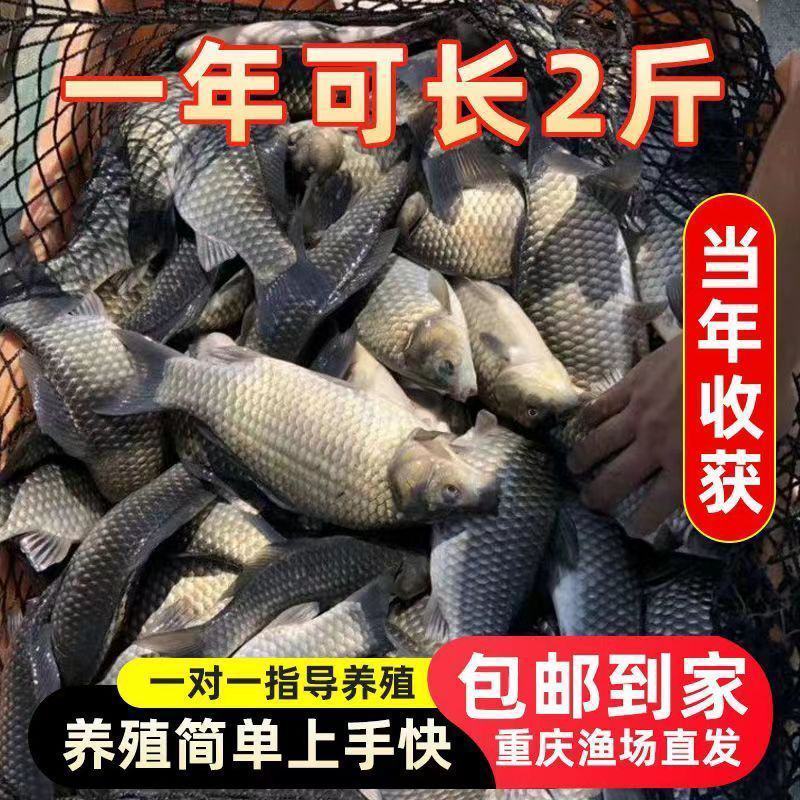 大鲤鱼苗正宗红尾鲤鱼苗黑鲤鱼淡水养殖可食用建鲤稻田鲤鱼苗