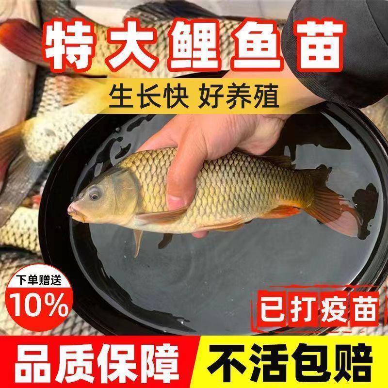 大鲤鱼苗正宗红尾鲤鱼苗黑鲤鱼淡水养殖可食用建鲤稻田鲤鱼苗