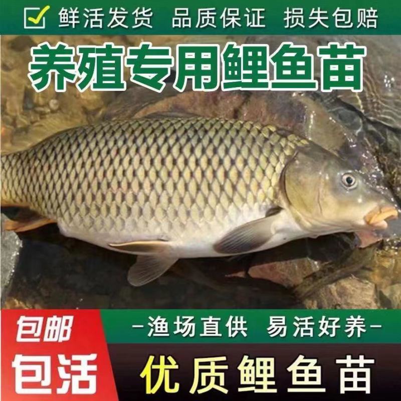 大鲤鱼苗正宗红尾鲤鱼苗黑鲤鱼淡水养殖可食用建鲤稻田鲤鱼苗