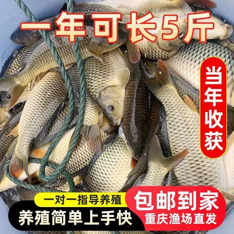 大鲤鱼苗正宗红尾鲤鱼苗黑鲤鱼淡水养殖可食用建鲤稻田鲤鱼苗