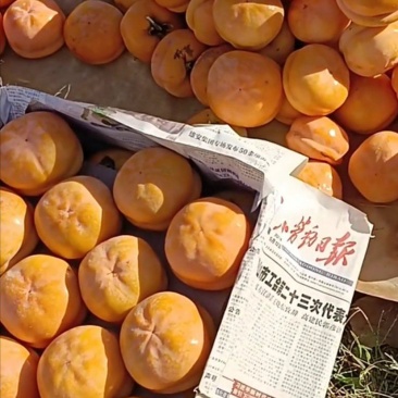 冻柿子大量供应，天花板级别！