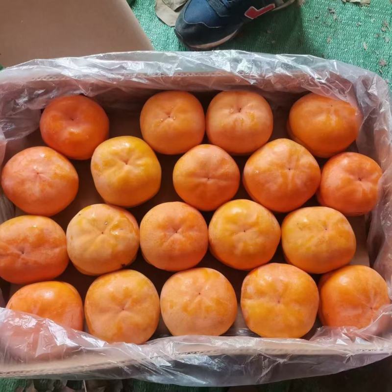 冻柿子大量供应，天花板级别！