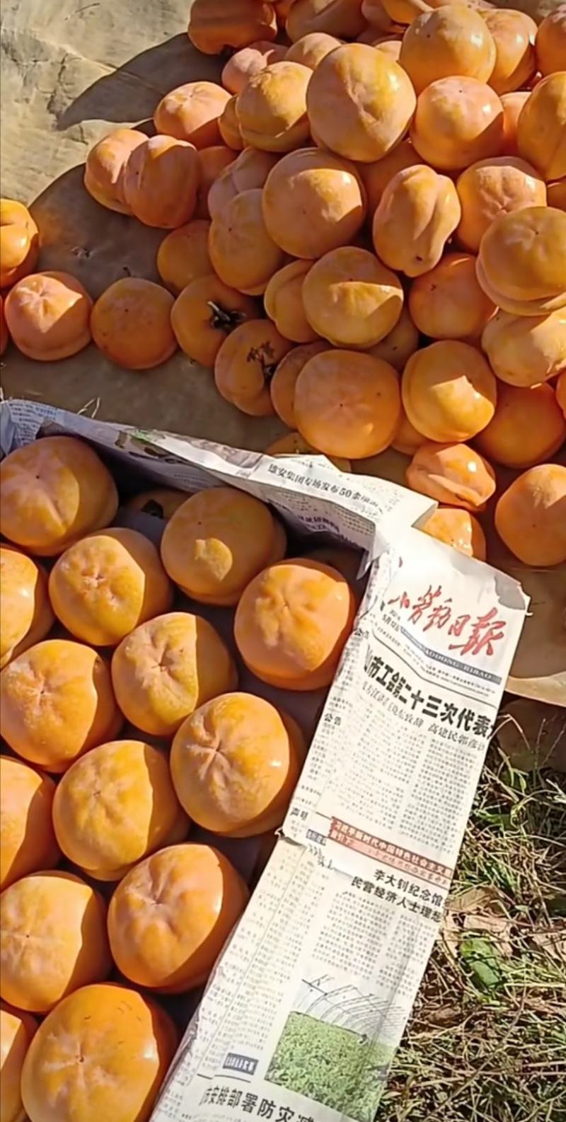 冻柿子大量供应，天花板级别！
