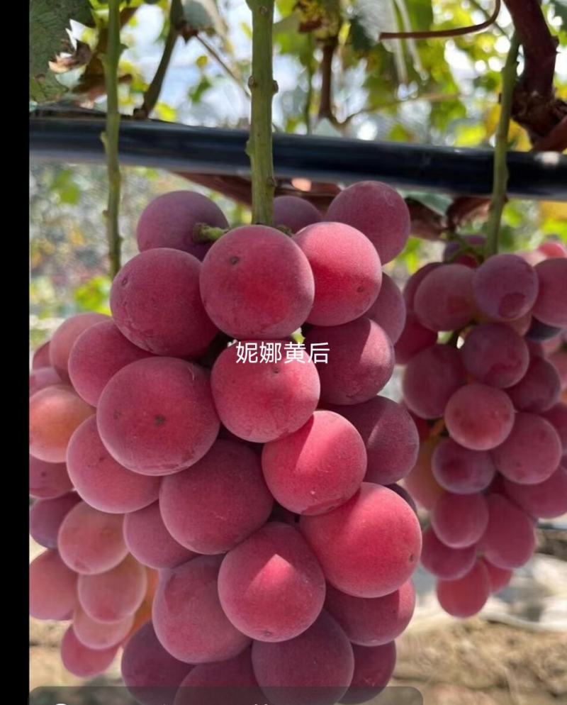 山东妮娜皇后葡萄苗，脆甜无籽，基地直发，货真价实。