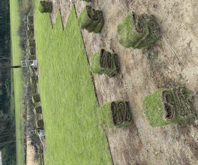草卷、马尼拉草皮、草块