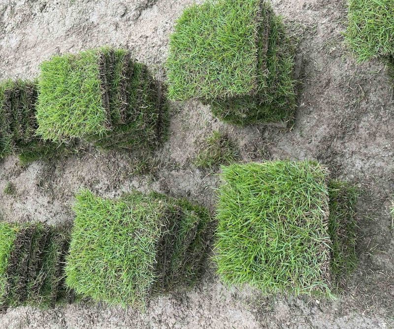 广州草皮、台湾草皮、绿化草皮