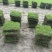 广州草皮、台湾草皮、绿化草皮