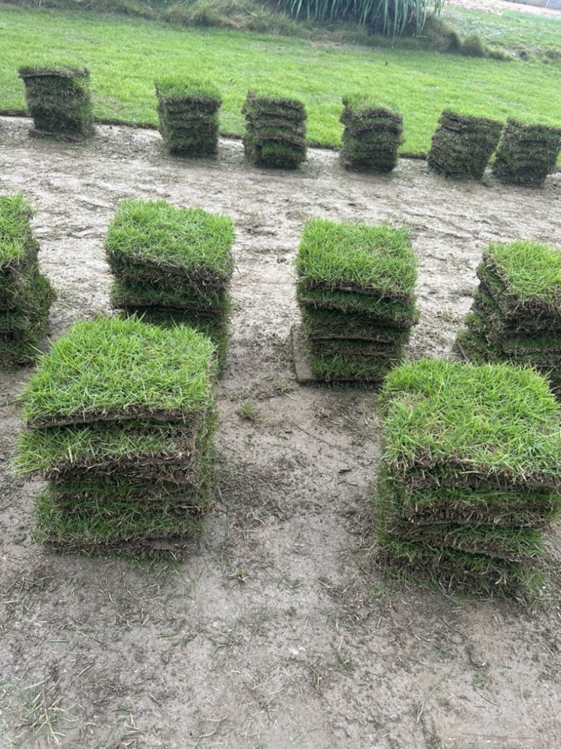 广州草皮、台湾草皮、绿化草皮