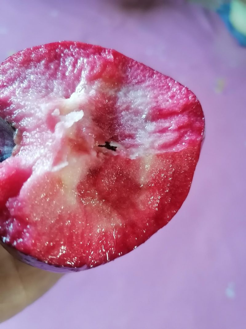 红肉苹果，产地中国辽宁丹东。花青素苹果，里外全红。