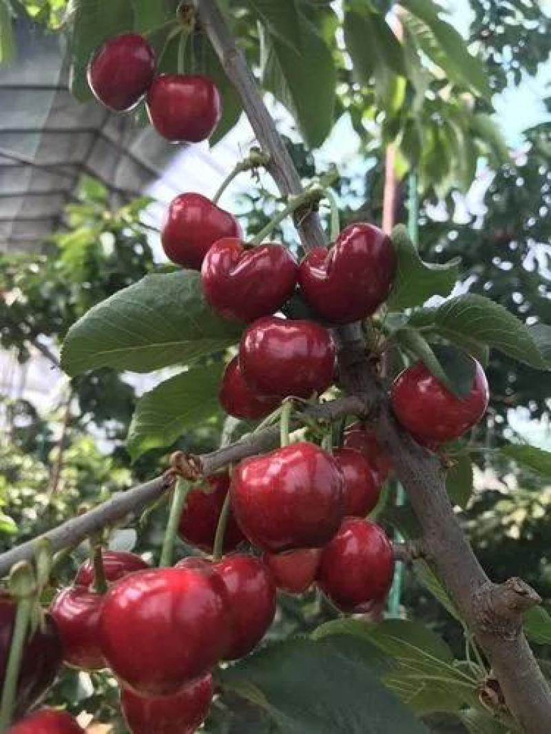 临沂美早大樱桃苗，脆甜果肉艳红。基地直发货直价实一
