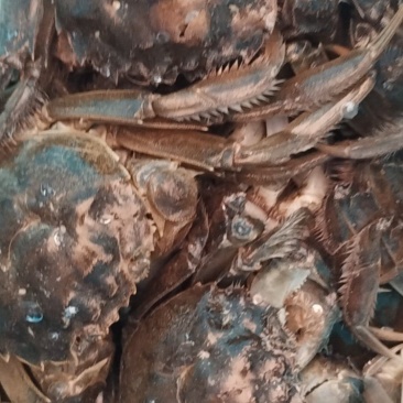 河蟹苗处理