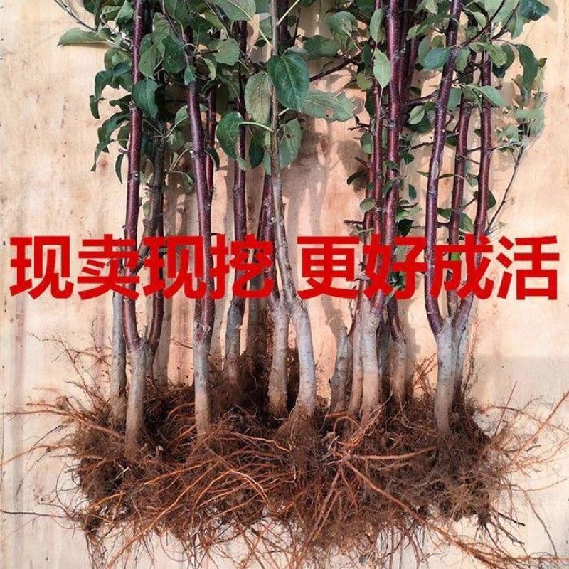 优质苹果苗大小规格齐全欢迎来电咨询可视频便宜处理量