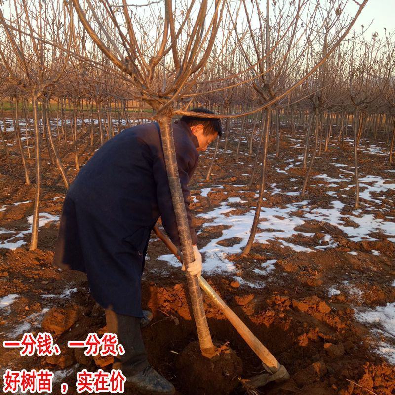 优质苹果苗大小规格齐全欢迎来电咨询可视频便宜处理量