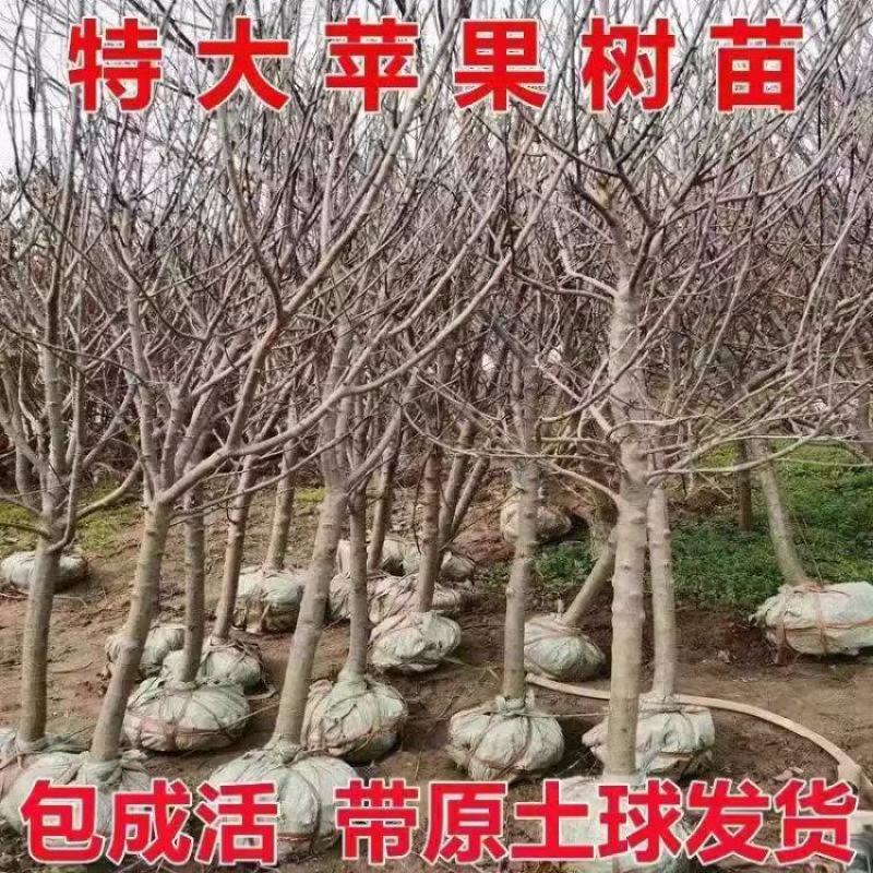 优质苹果苗大小规格齐全欢迎来电咨询可视频便宜处理量