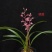 墨兰桃姬经典色花铭品花色粉红娇艳易养易花（量大从优）