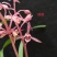 墨兰桃姬经典色花铭品花色粉红娇艳易养易花（量大从优）