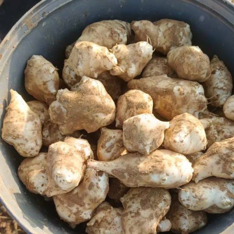 万亩沙地洋姜基地品质菊芋白皮精品洋姜品质好货