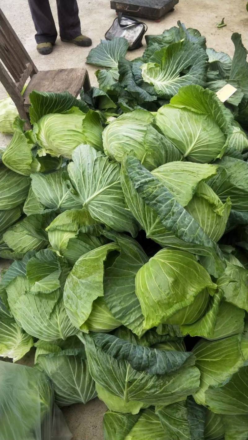 四川脆包菜薄皮松包菜泡白菜几百亩嫩菜莲花白冬脆