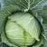 四川脆包菜薄皮松包菜泡白菜几百亩嫩菜莲花白冬脆