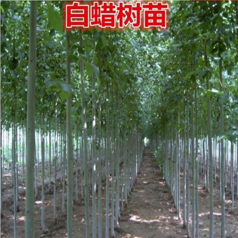 白蜡树苗货源充足规格全量大从优万亩绿化基地常年供
