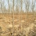 白蜡树苗货源充足规格全量大从优万亩绿化基地常年供