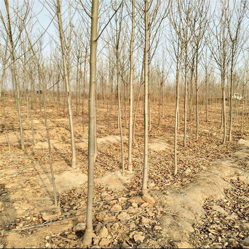 白蜡树苗货源充足规格全量大从优万亩绿化基地常年供