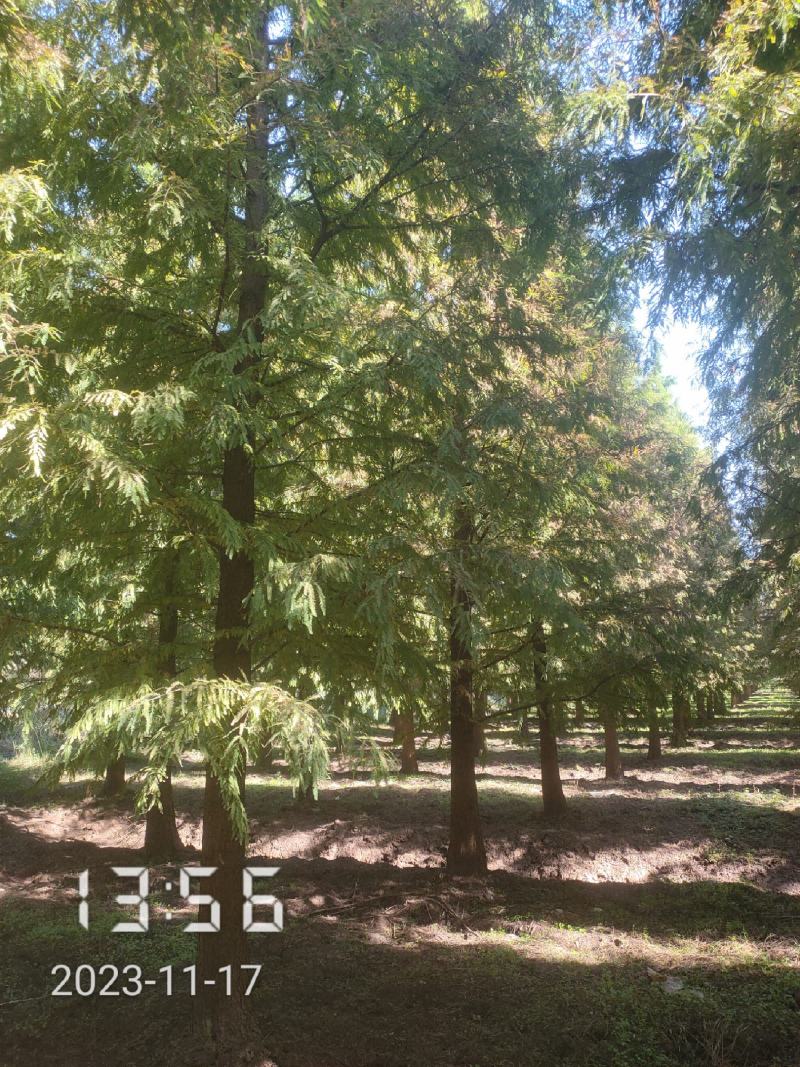 大量供应18-20的落羽杉，杆直，冠好，支持线上保障交易