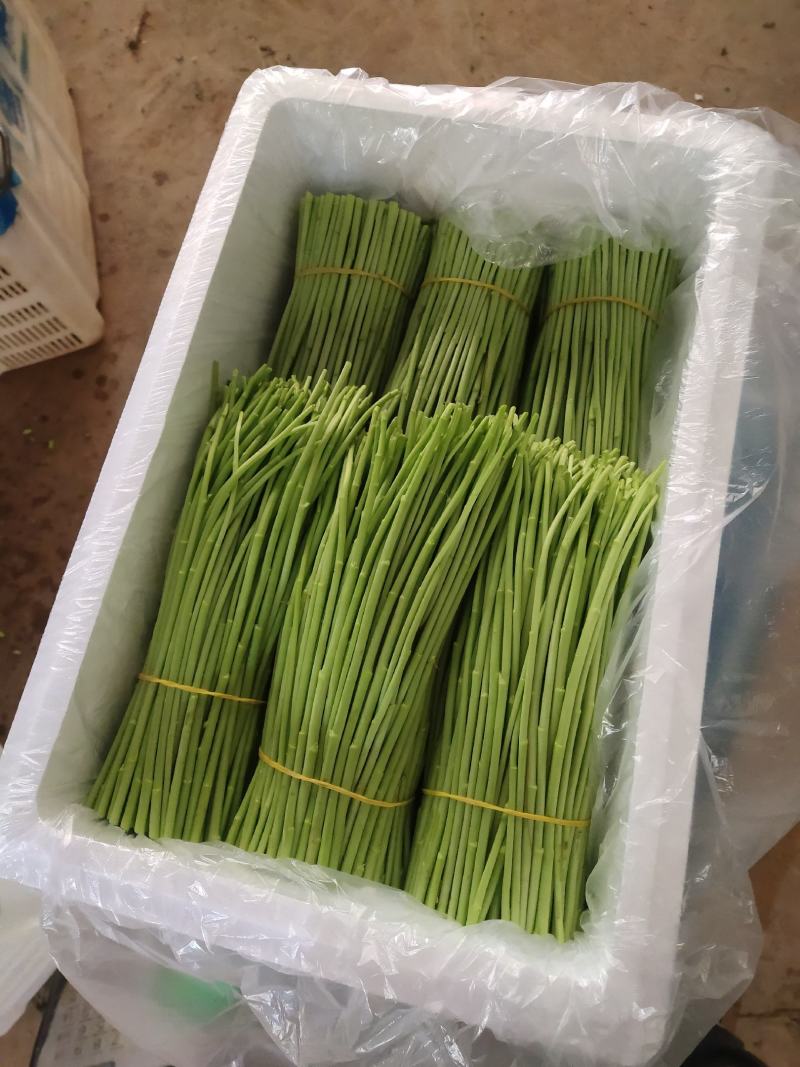 云南新鲜芦蒿