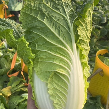 黄心大白菜