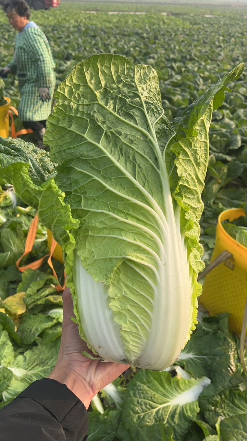 黄心大白菜