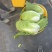 黄心大白菜